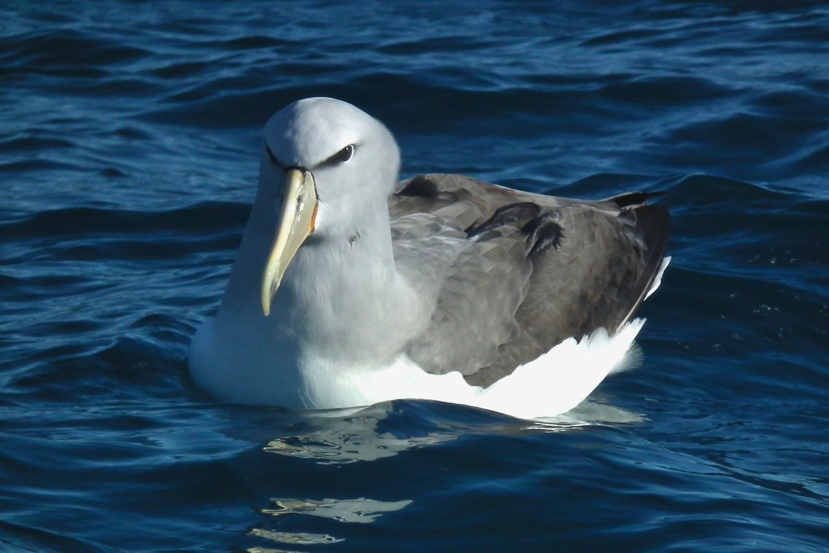 Salvin's Albatross - ML644304890