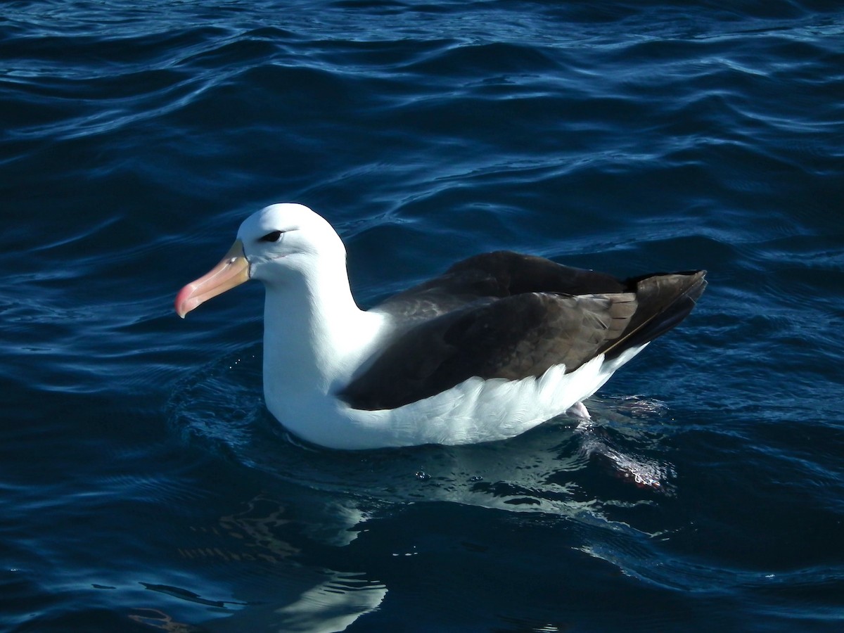 Black-browed Albatross - ML644304909