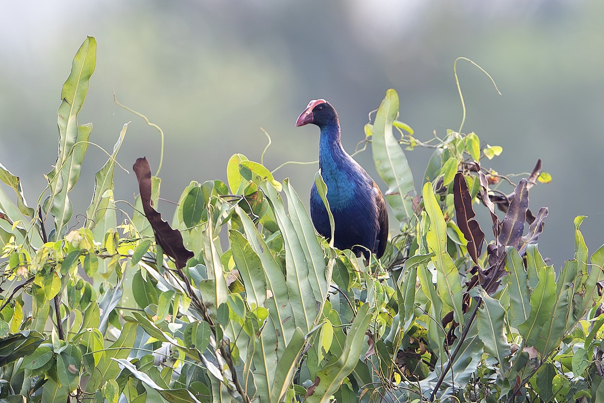 Black-backed Swamphen - ML644304910