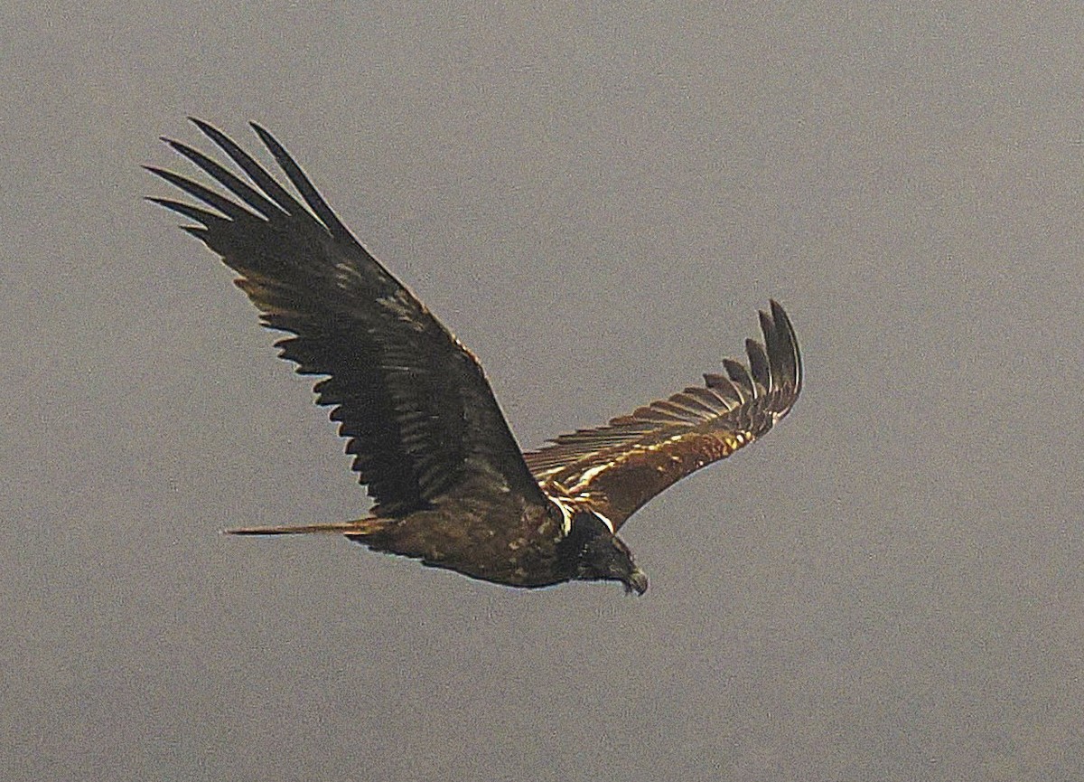 Sakallı Akbaba - ML644304911