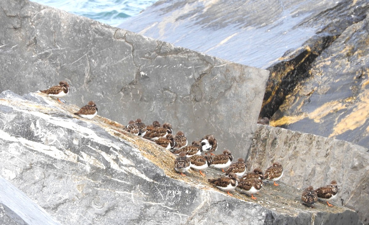 Алаг хайргач - ML644304919