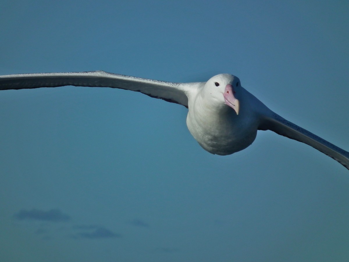 Southern Royal Albatross - ML644304942