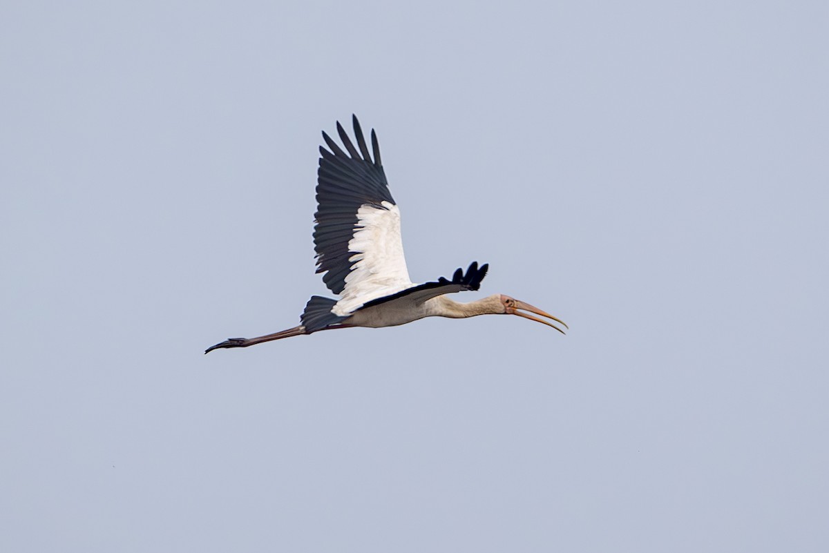 Milky Stork - ML644304943