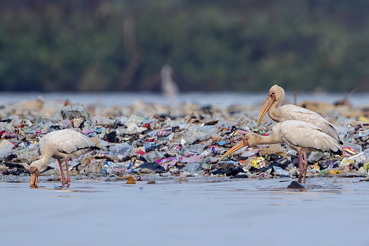 Milky Stork - ML644304944
