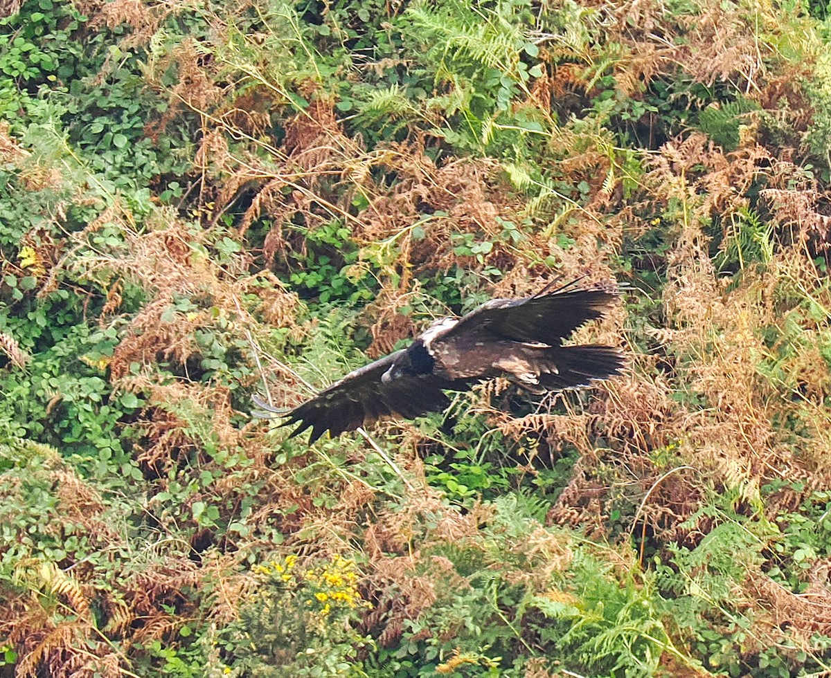 Sakallı Akbaba - ML644304947