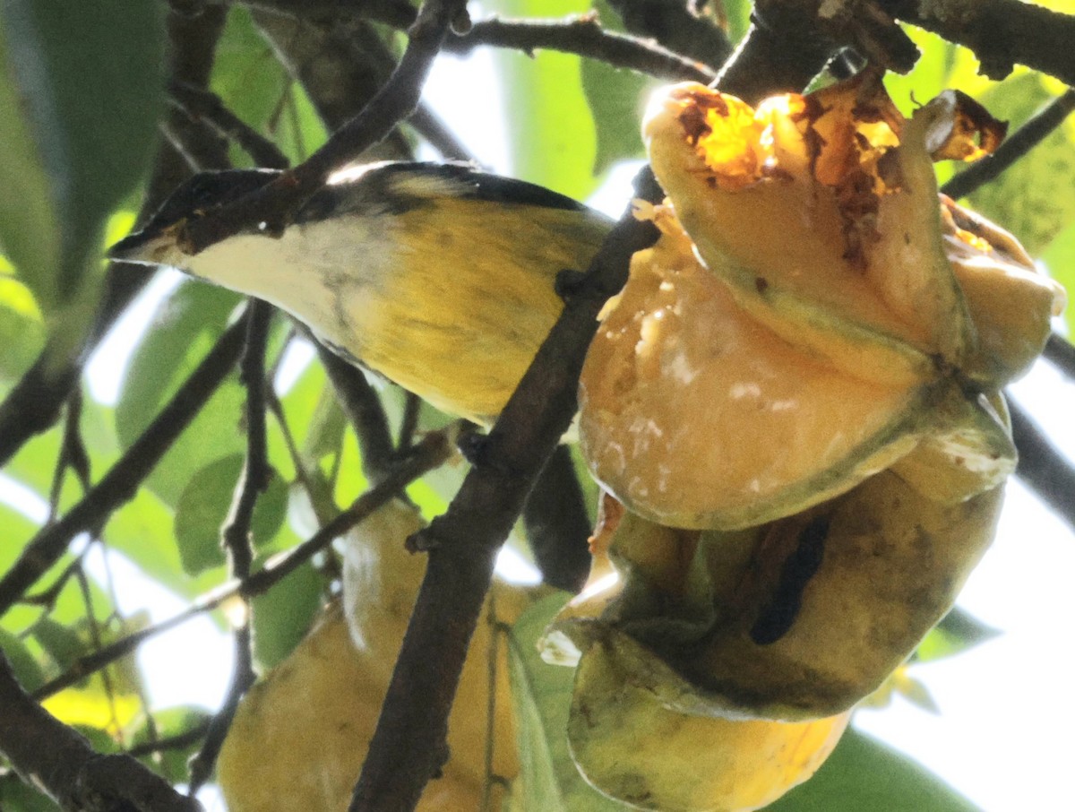 White-throated Flowerpecker - ML644304952