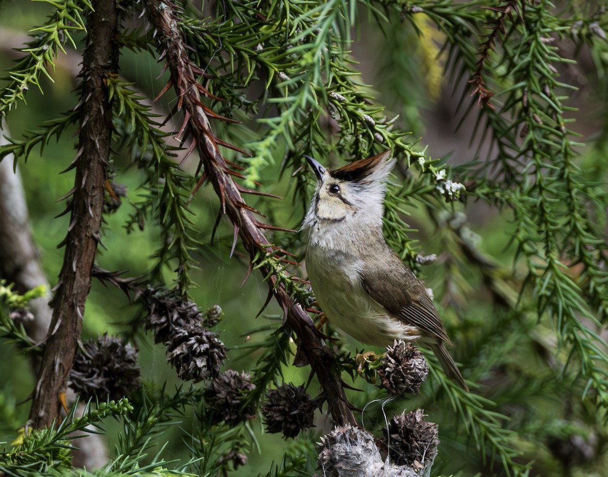 Taiwan Yuhina - ML644304953