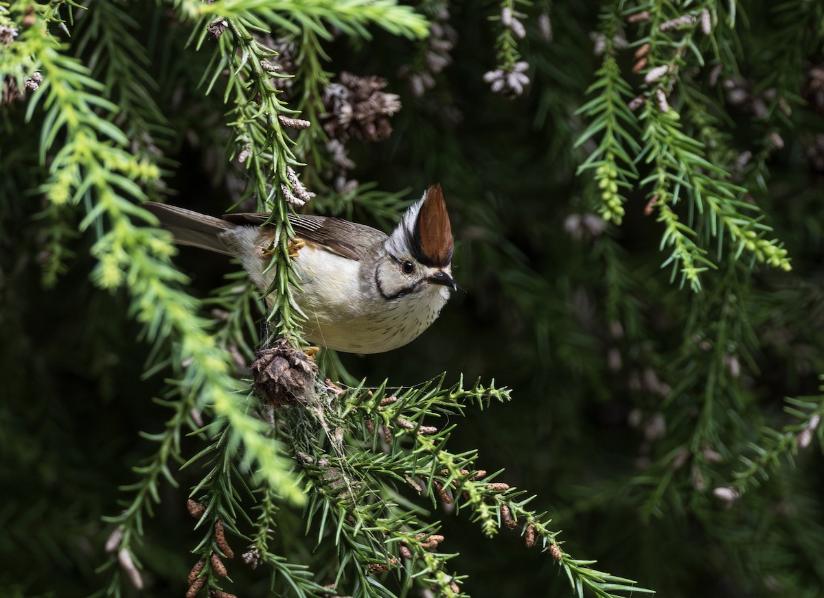 Taiwan Yuhina - ML644304954