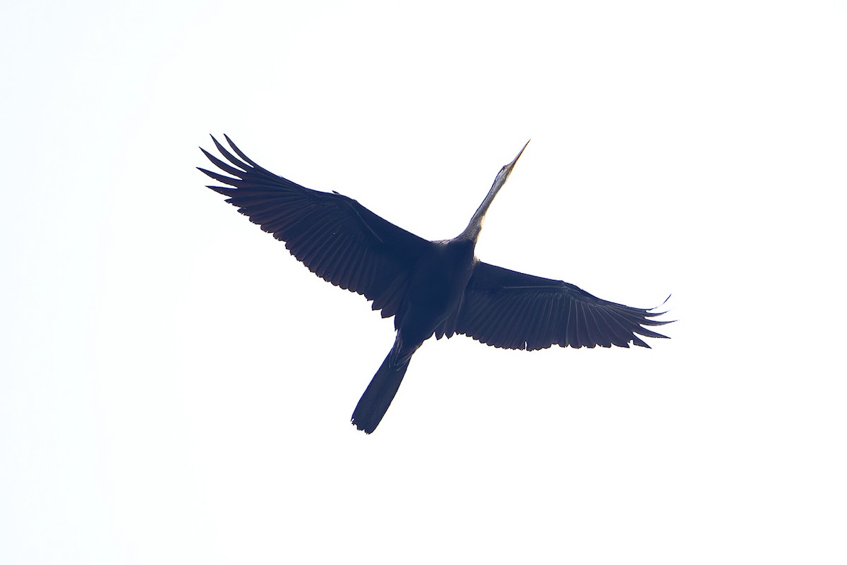 Anhinga roux - ML644304955