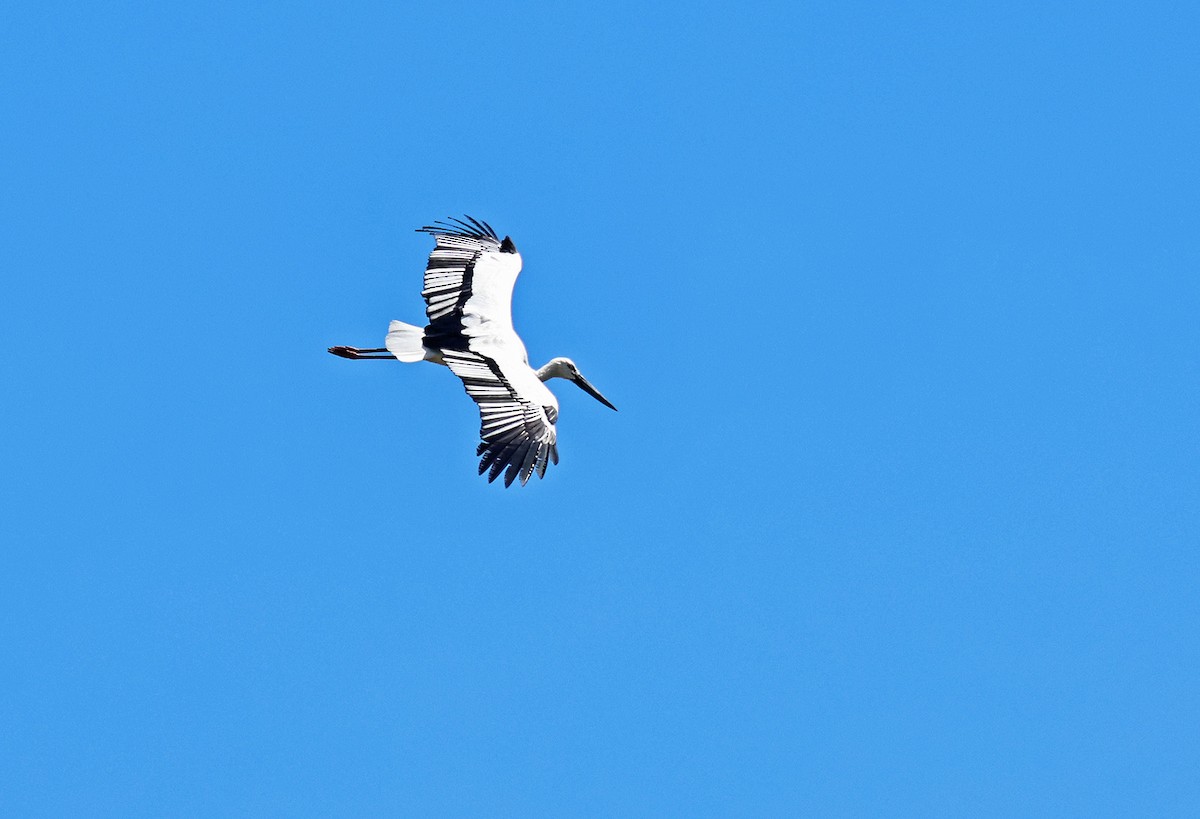 Cigogne orientale - ML644304956