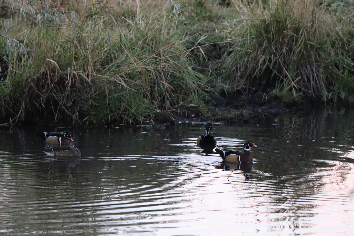 Anatra sposa - ML644304961