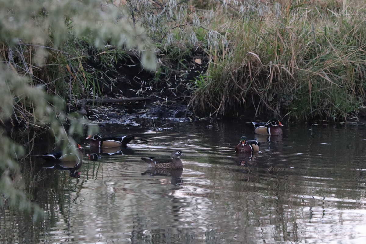 Anatra sposa - ML644304962