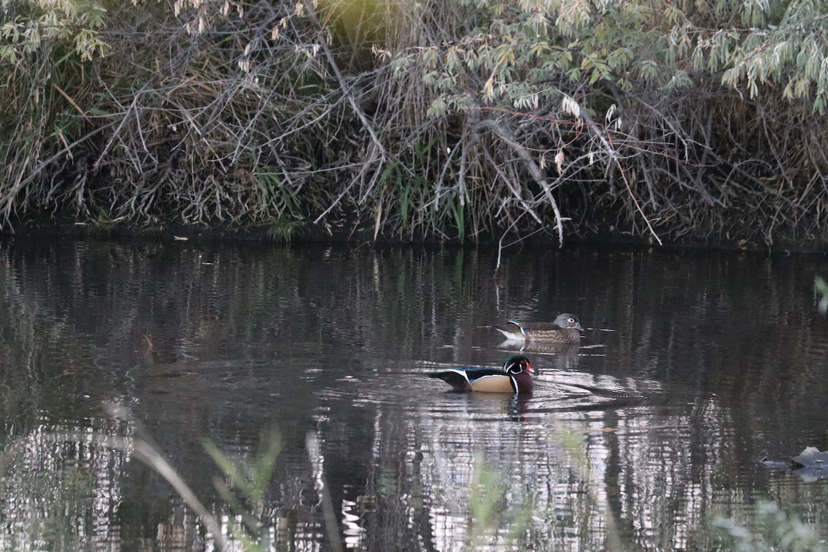 Anatra sposa - ML644304963