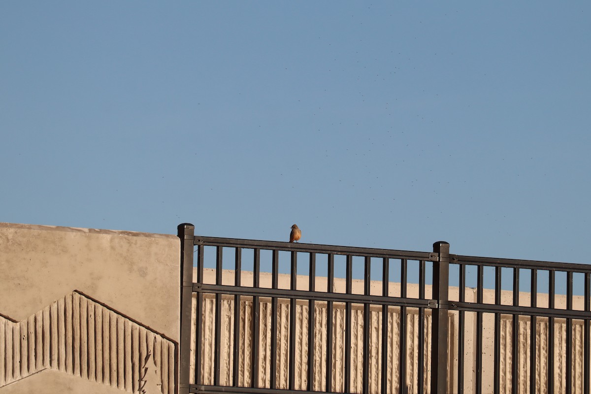 Say's Phoebe - ML644304975