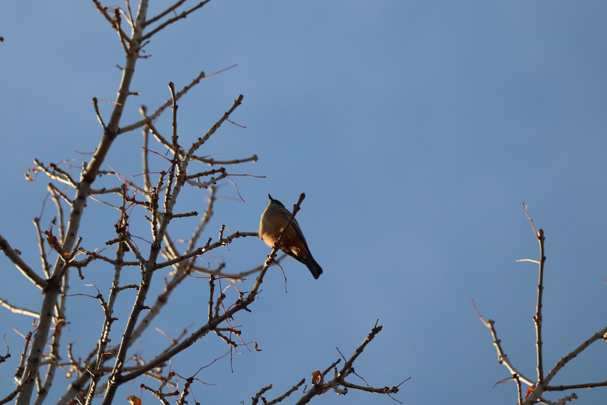 Say's Phoebe - ML644304976