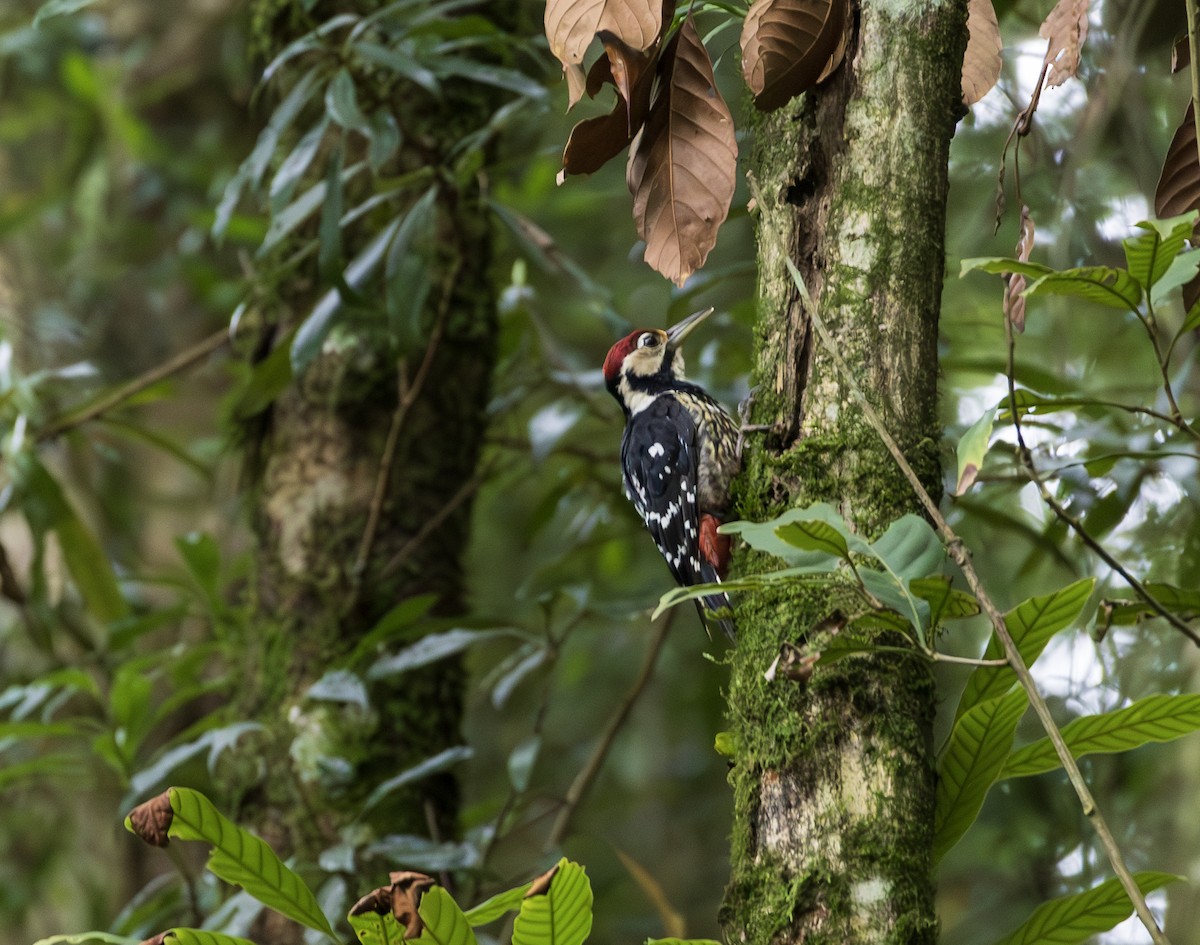 Хондлой цагаан тоншуул - ML644304978