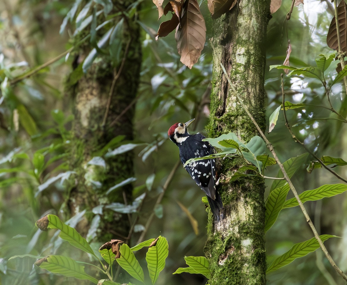 Хондлой цагаан тоншуул - ML644304980