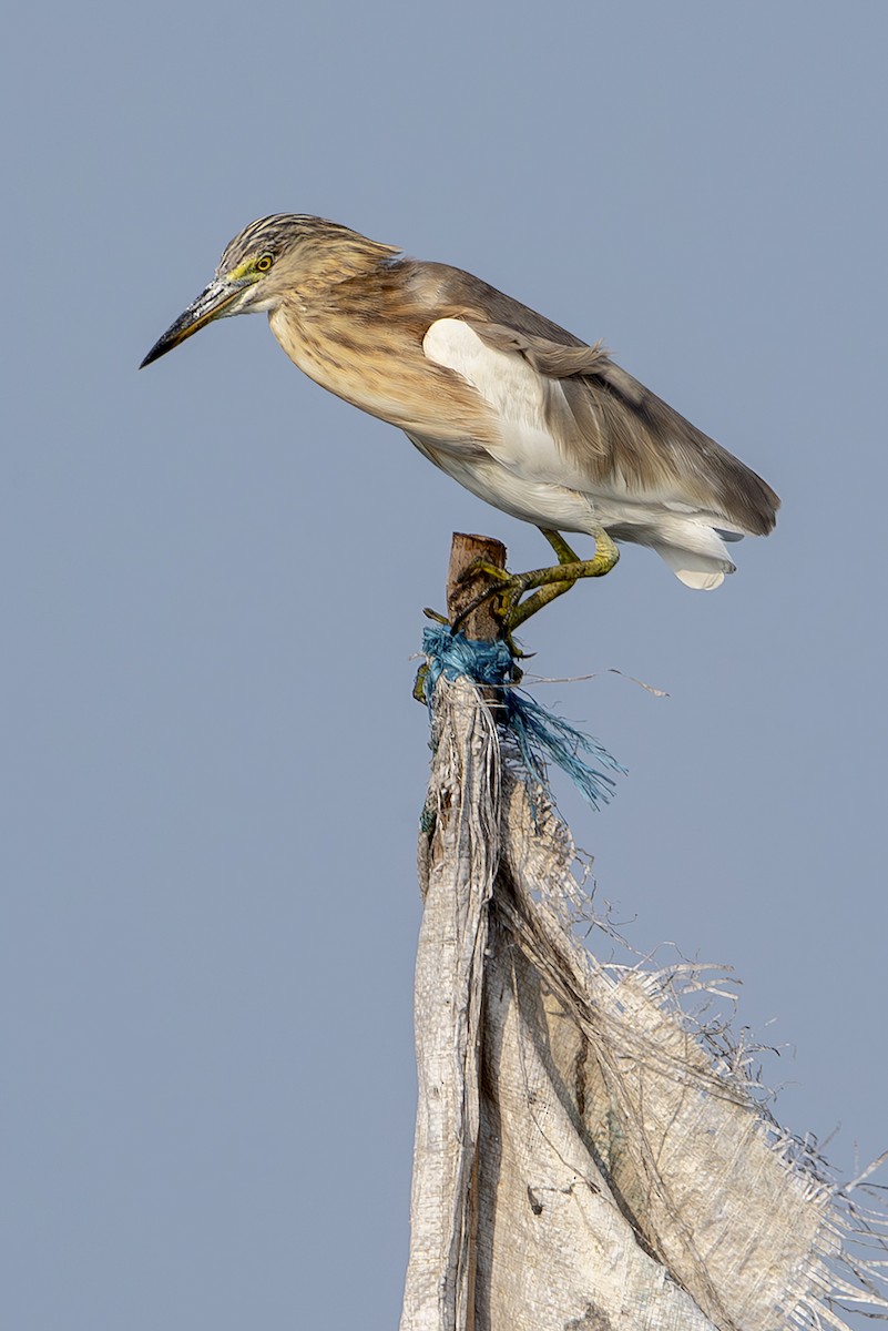 Javan Pond-Heron - ML644304981