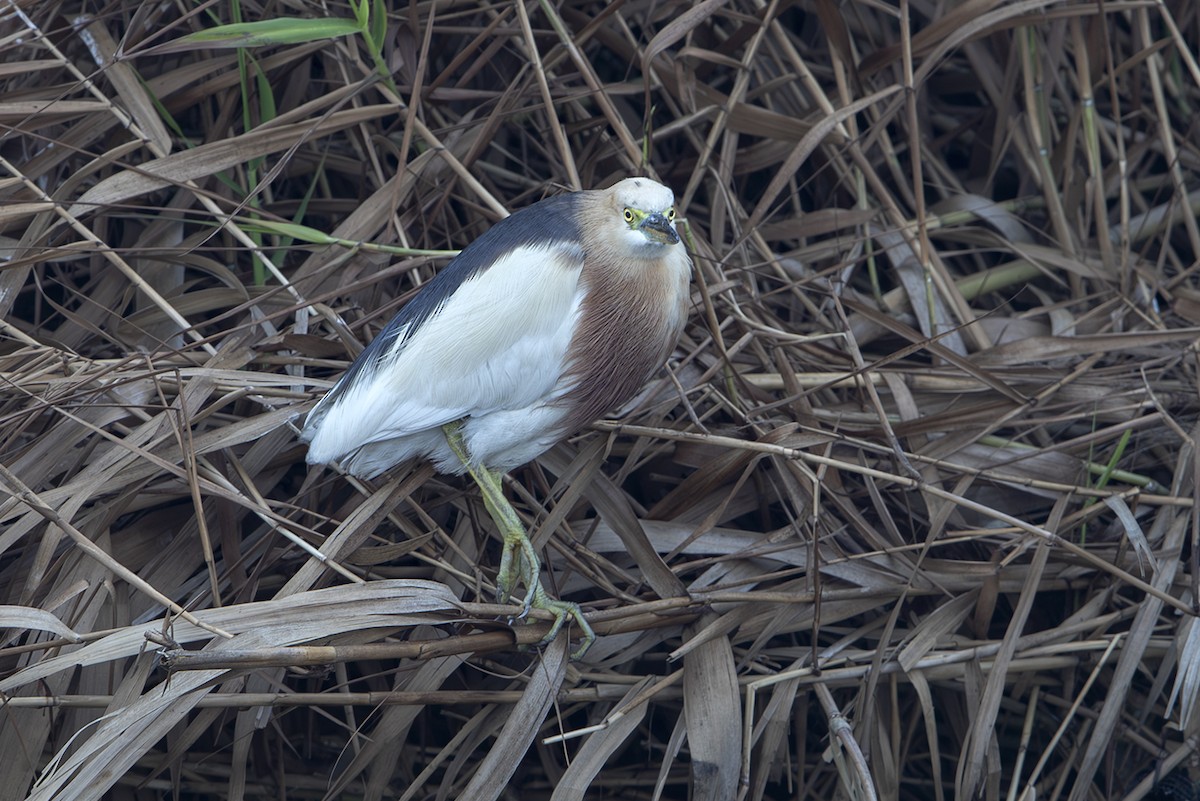 Javan Pond-Heron - ML644304982