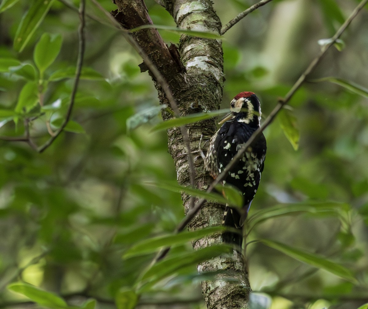 Хондлой цагаан тоншуул - ML644304983