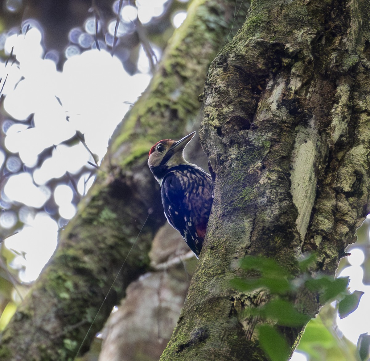 Хондлой цагаан тоншуул - ML644304986