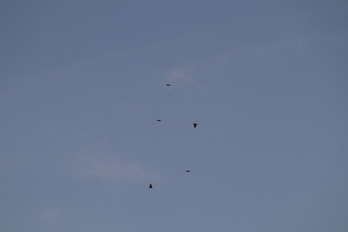 Red-winged Blackbird - ML644304993