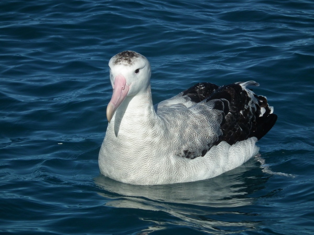 Antipodean Albatross - ML644305000