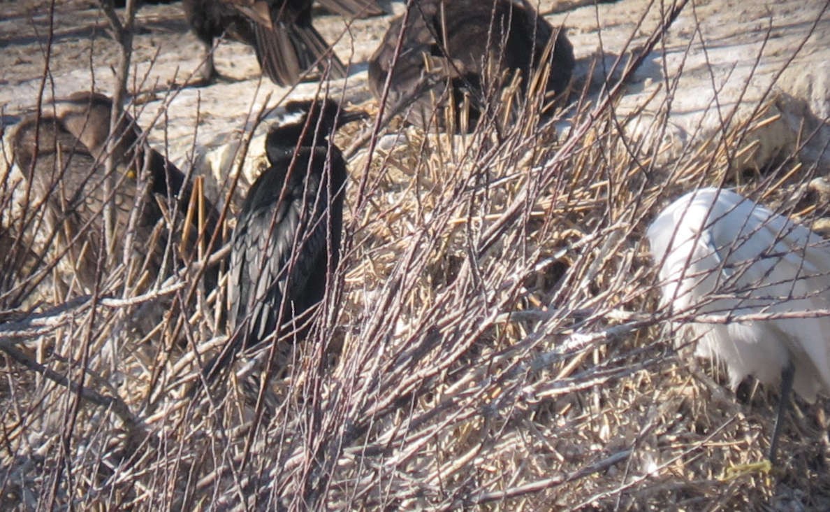 Pygmy Cormorant - ML644305004