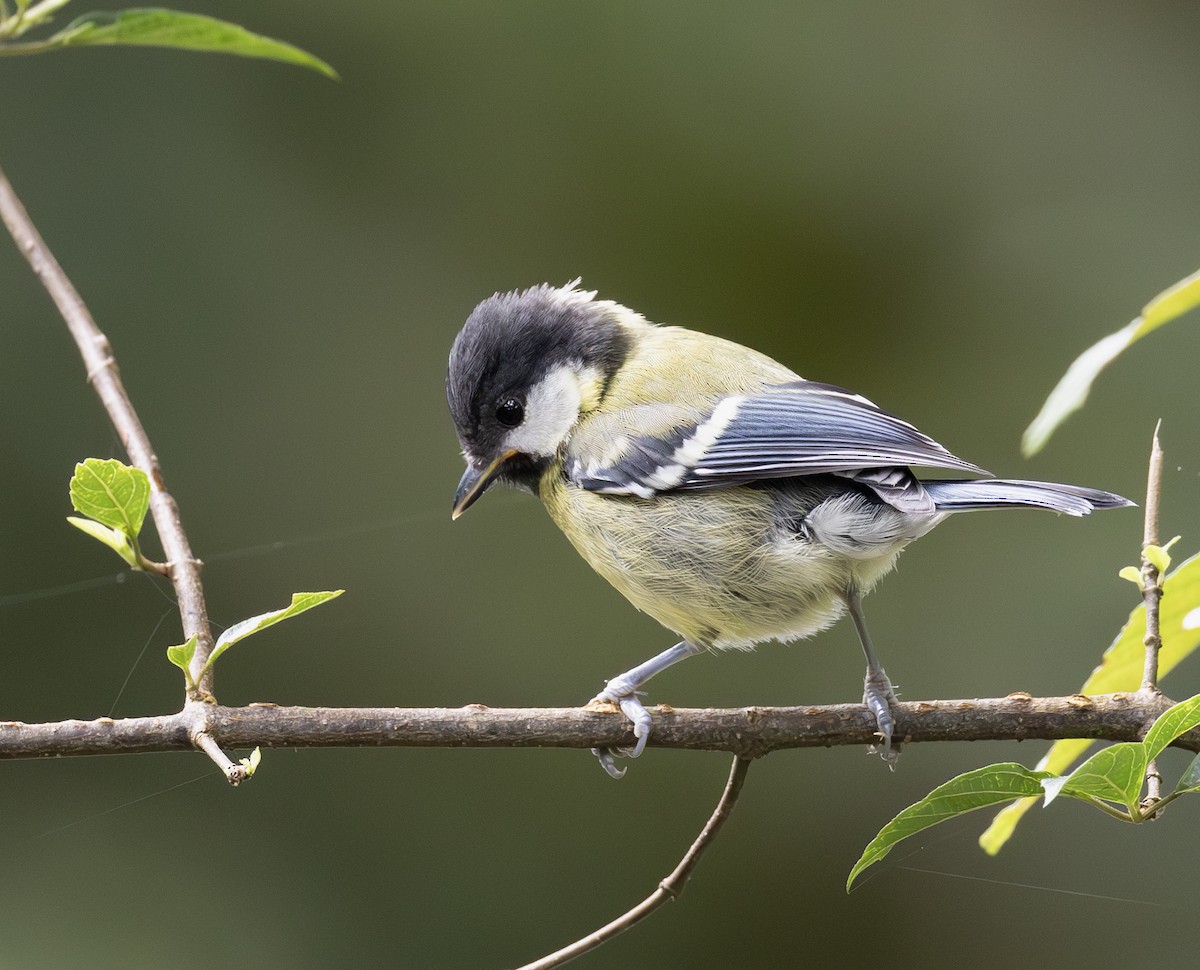 Mésange montagnarde - ML644305005
