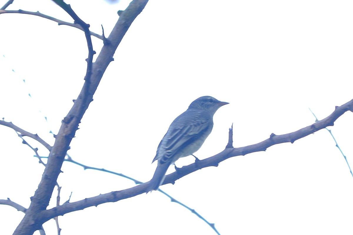 Schwarzkopf-Raupenfänger - ML644305006