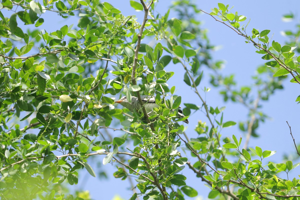 Schwarzkopf-Raupenfänger - ML644305007