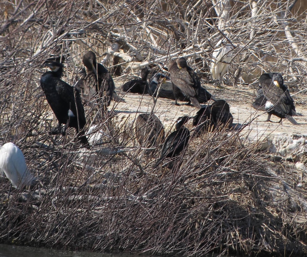 Pygmy Cormorant - ML644305014