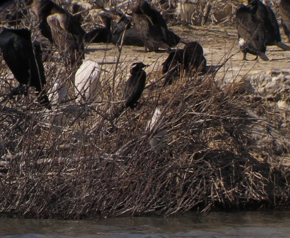 Pygmy Cormorant - ML644305015