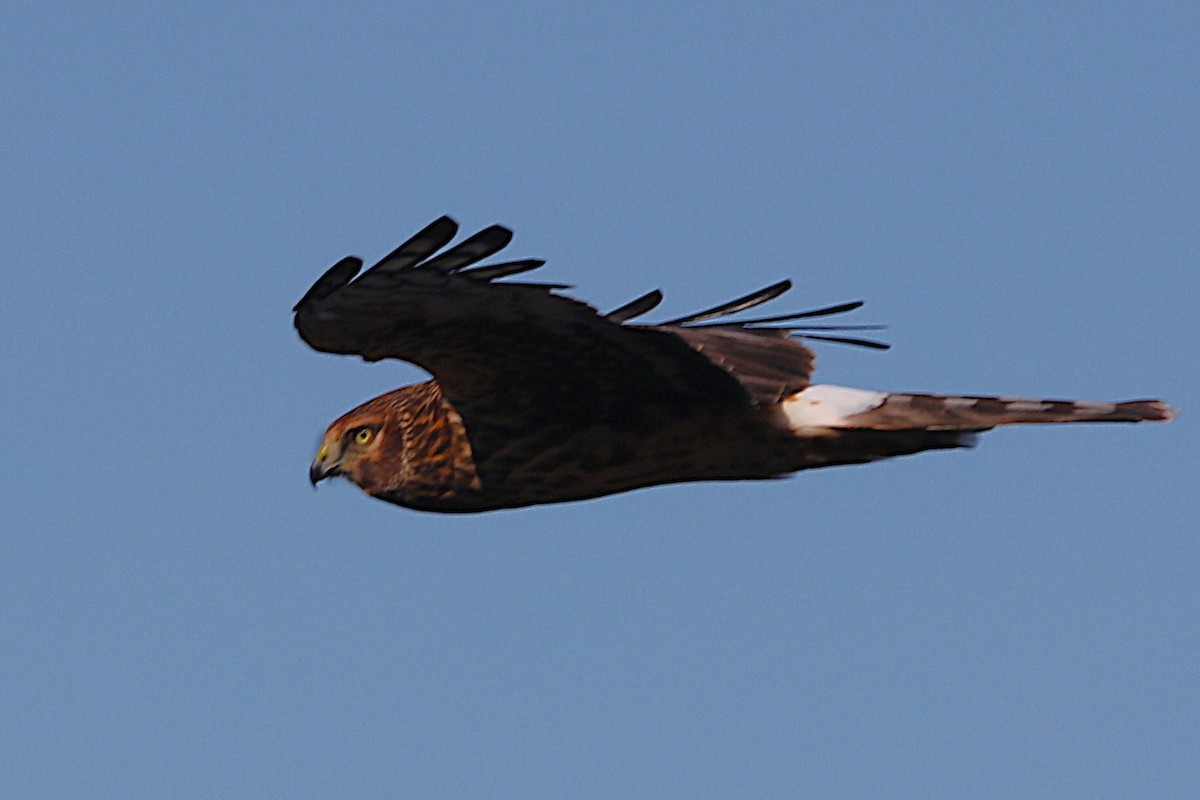 アメリカハイイロチュウヒ - ML644305016