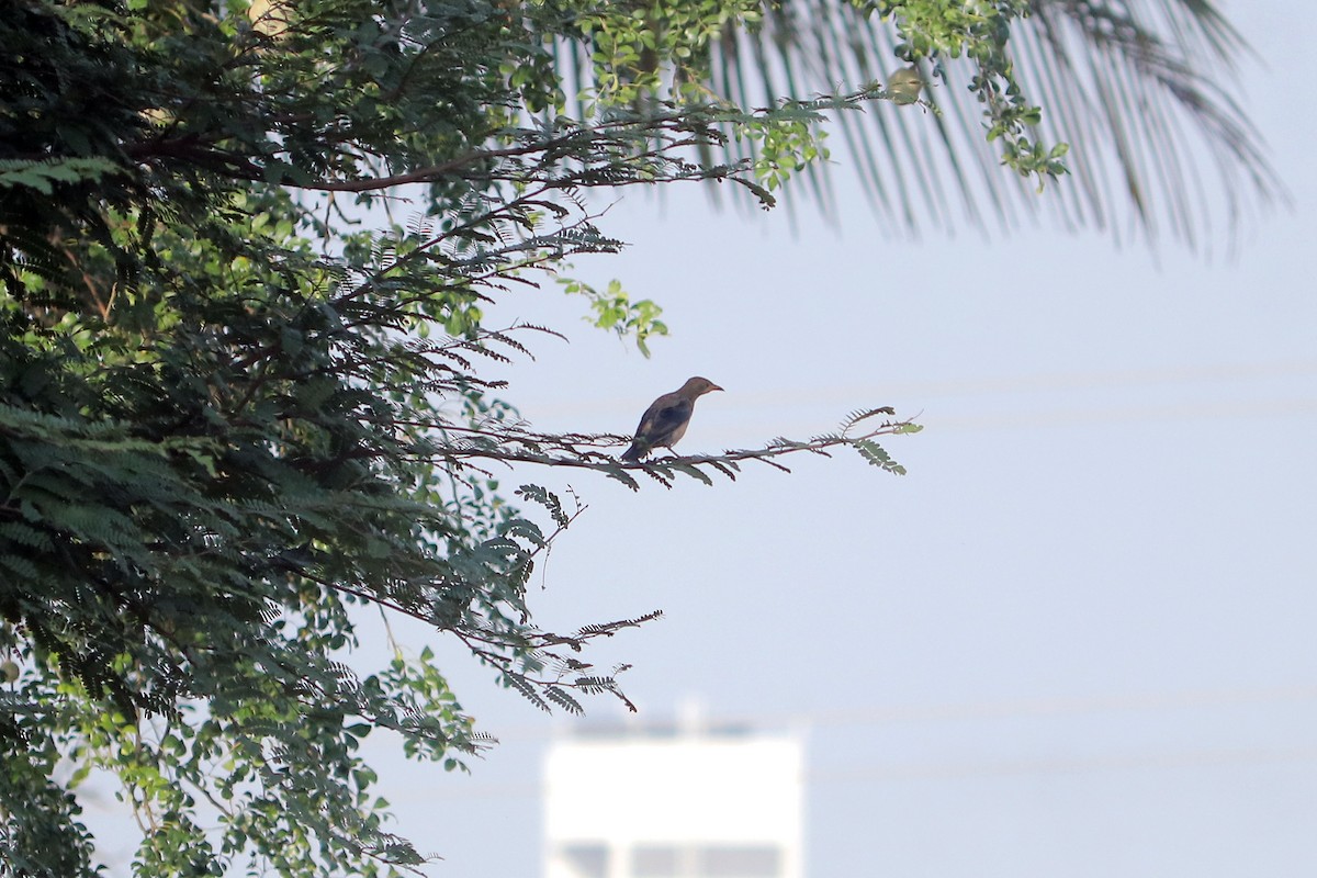 Arabazozo gorrizta - ML644305020