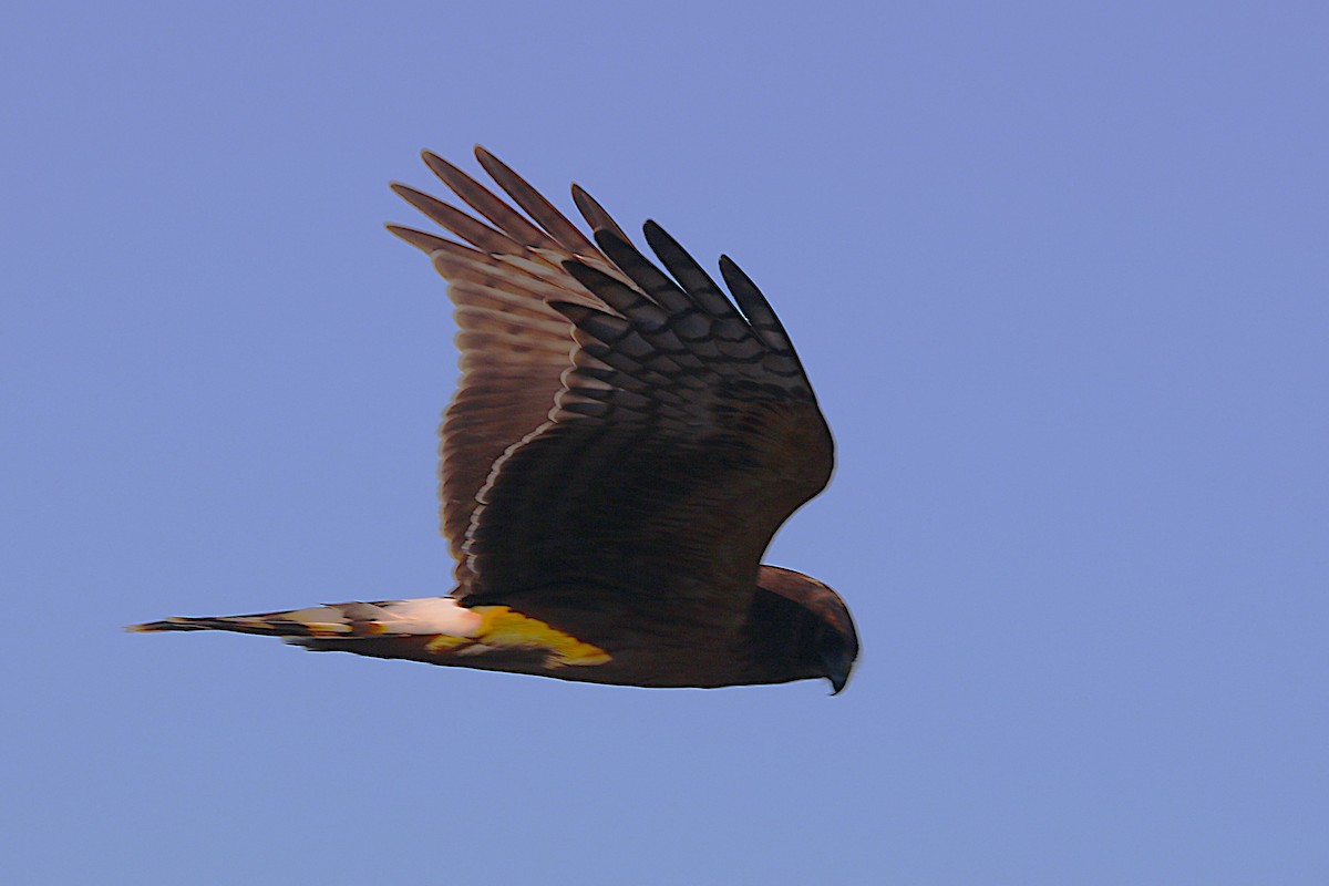 アメリカハイイロチュウヒ - ML644305021