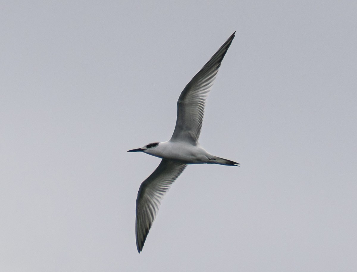 Kara Gagalı Sumru - ML644305022