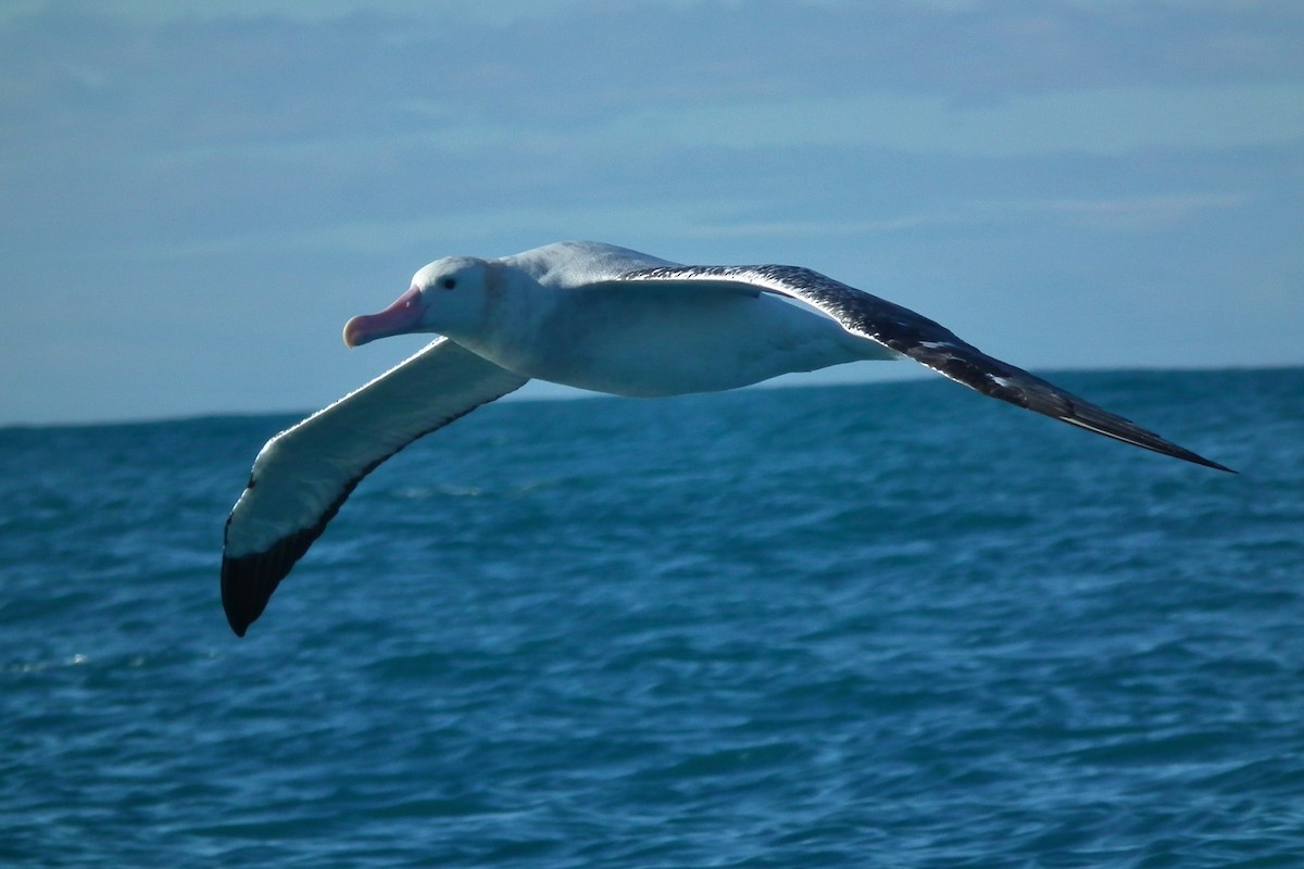 Snowy Albatross - ML644305030