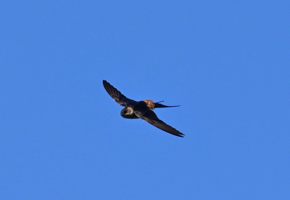 Eastern Red-rumped Swallow - ML644305031