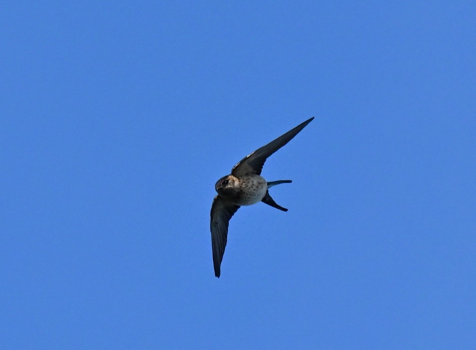 Eastern Red-rumped Swallow - ML644305032