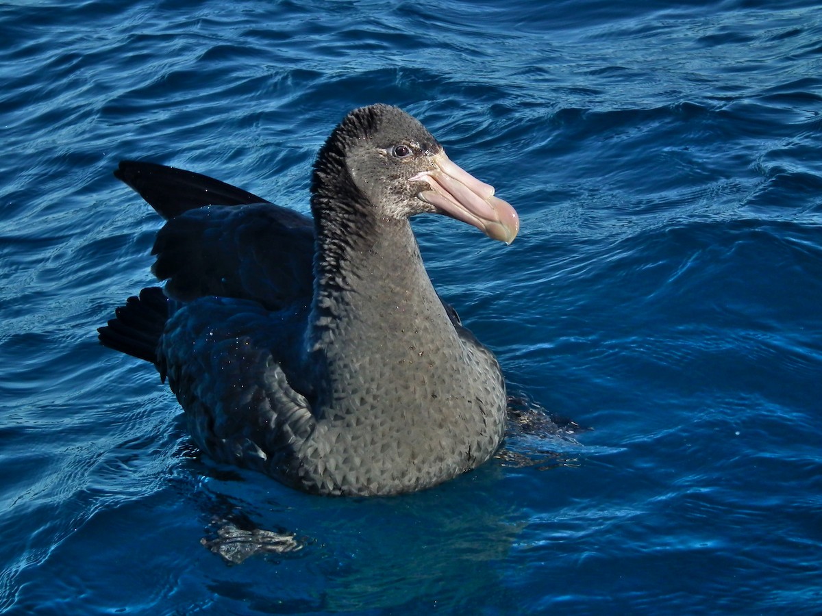 Northern Giant-Petrel - ML644305035