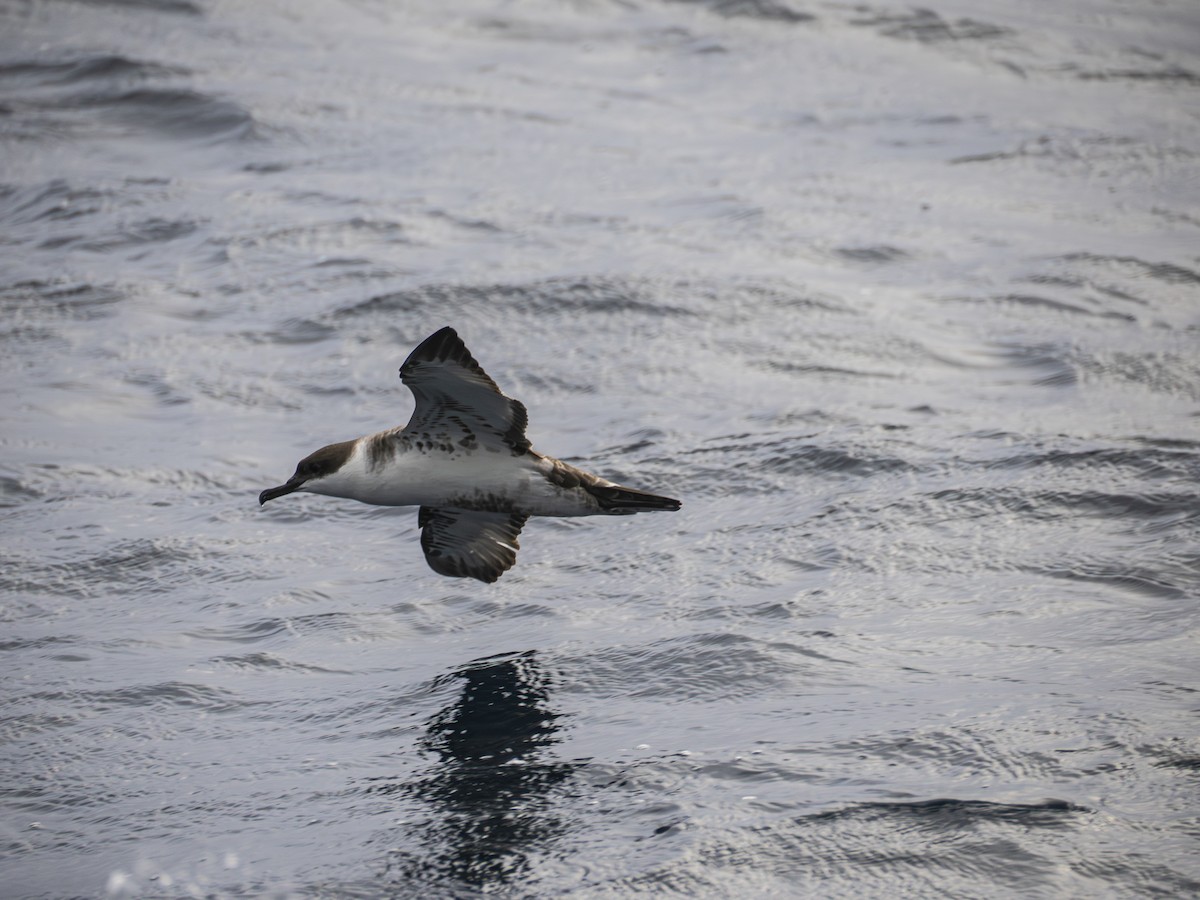 Great Shearwater - ML644305039