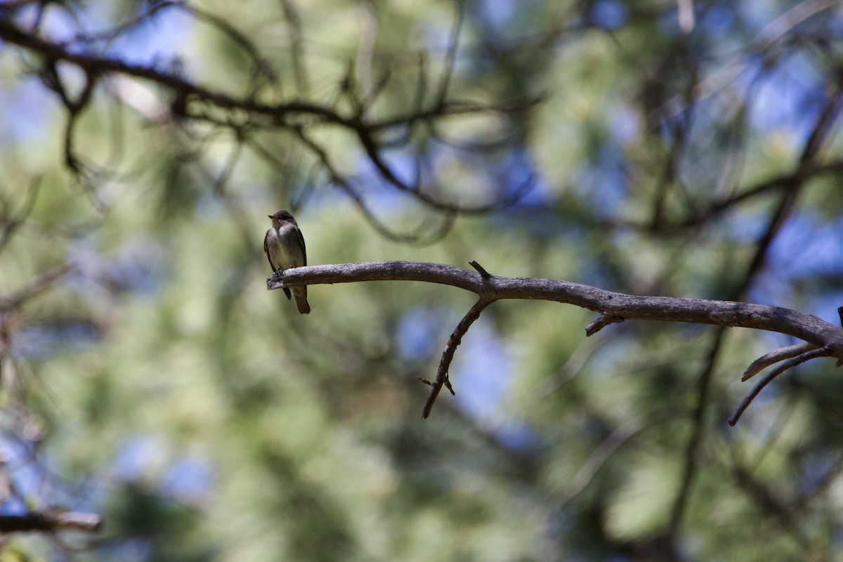 Western Wood-Pewee - ML644305044