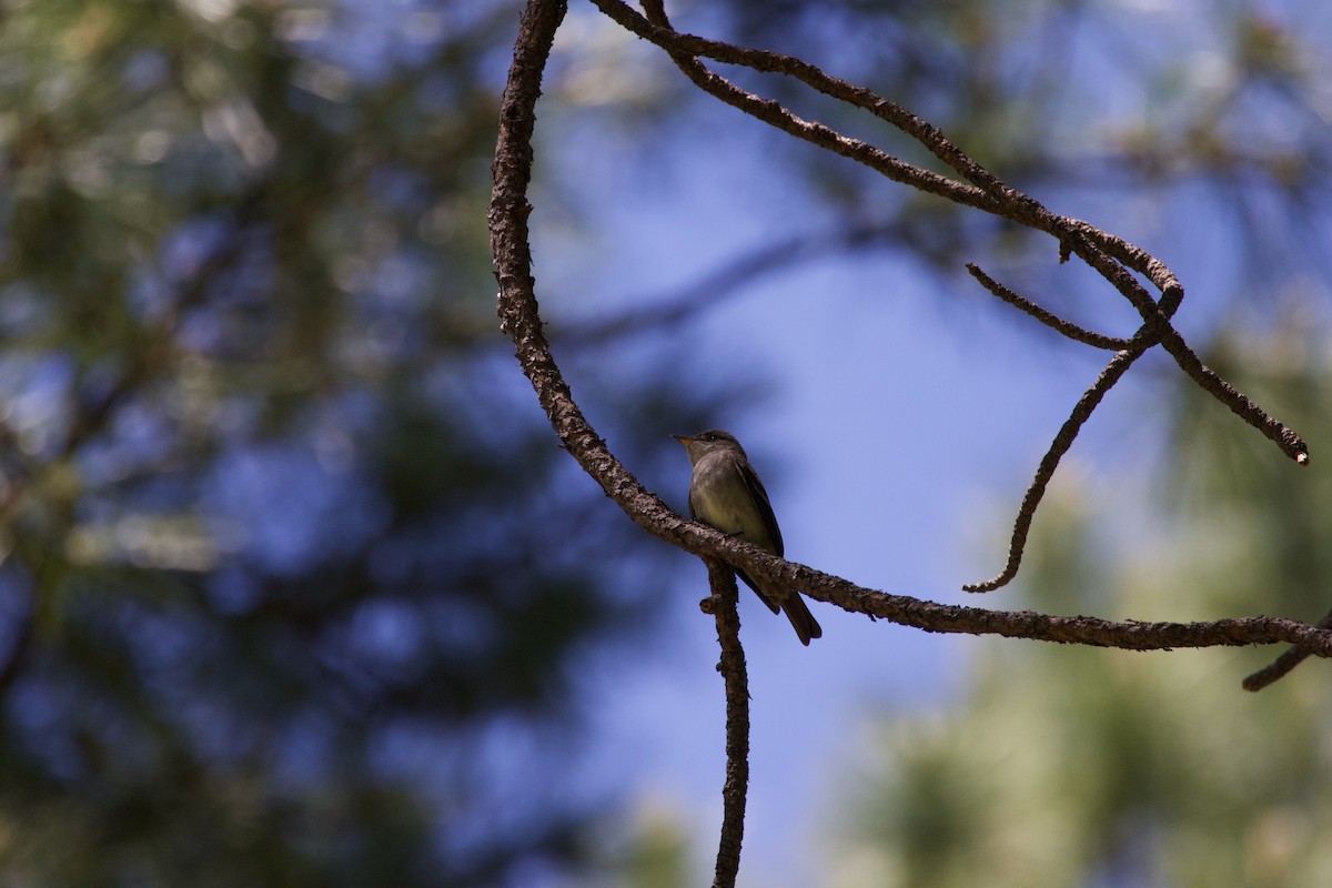 Western Wood-Pewee - ML644305045