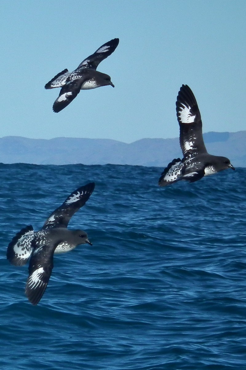 Pintado Petrel - ML644305047