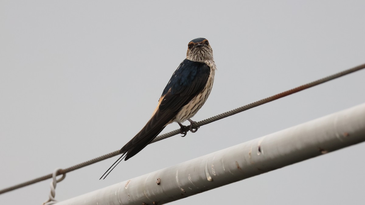 Eastern Red-rumped Swallow (Striated) - ML644305048