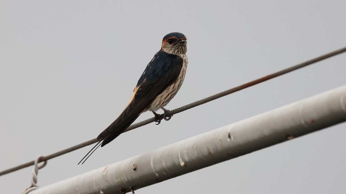 Eastern Red-rumped Swallow (Striated) - ML644305049