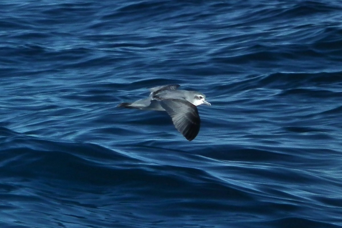 Fairy Prion - ML644305051