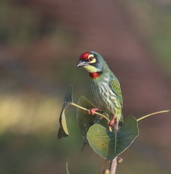 Al Göğüslü Barbet - ML644305065