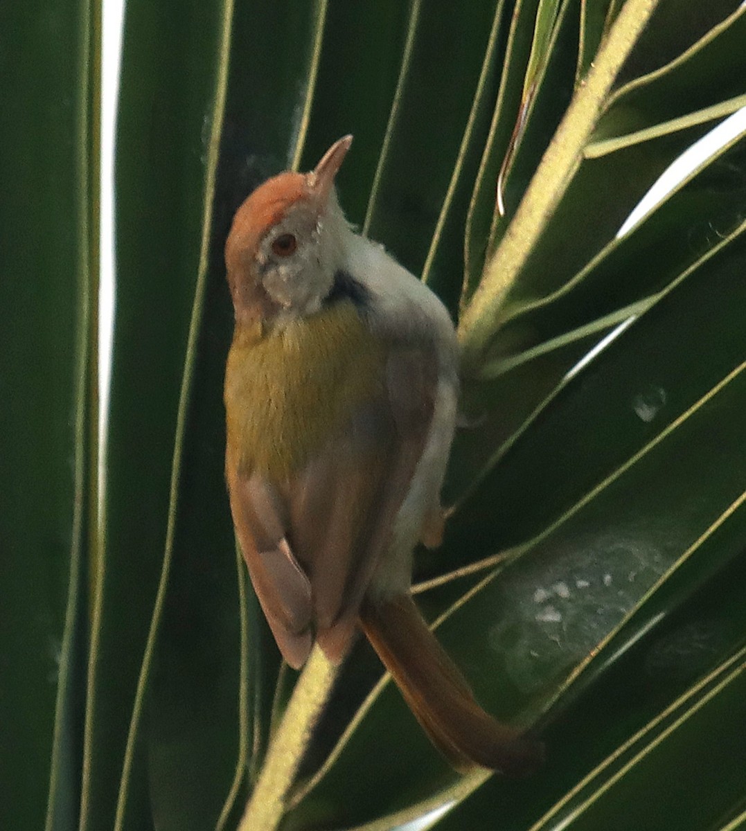 langstjertskredderfugl - ML644305072